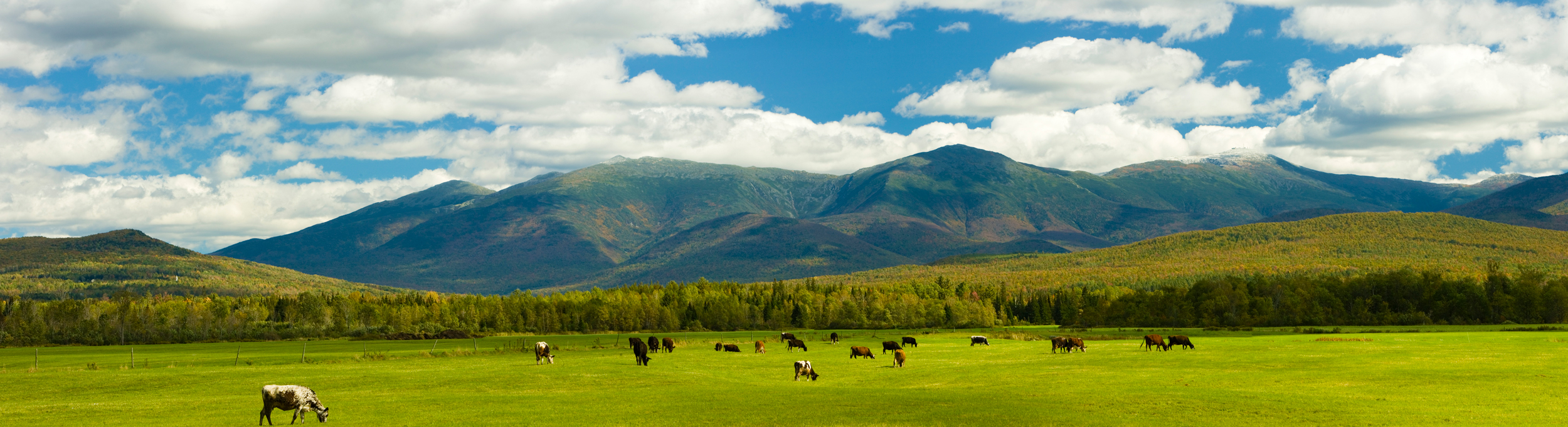 Panoramic image of fields, cows, hills, and sky