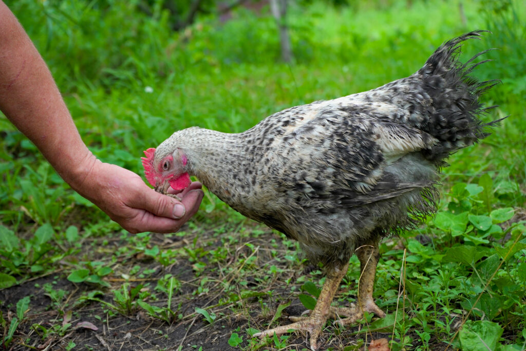 Hand feeding a speckled chicken