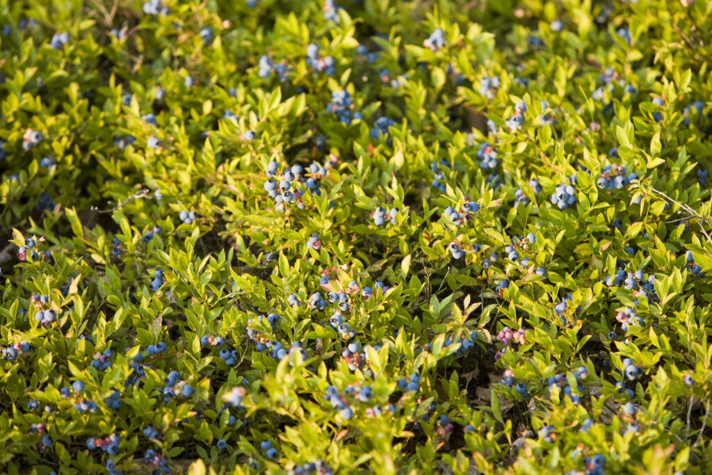 Blueberry bush