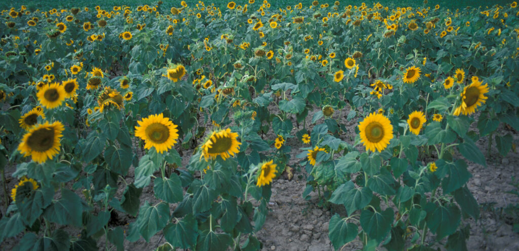 Field of sunflowers