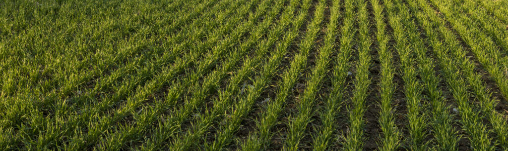 Field