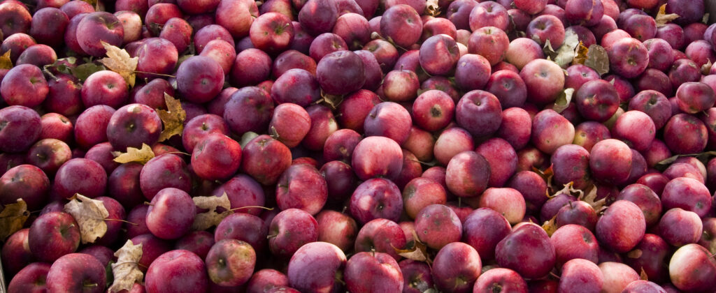 Bin of red apples